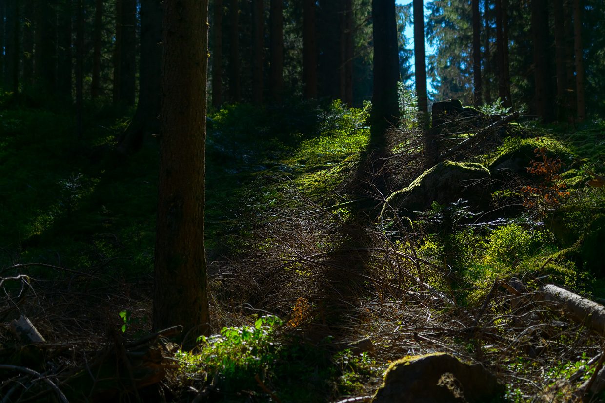 Schwarzwald Hinterzarten