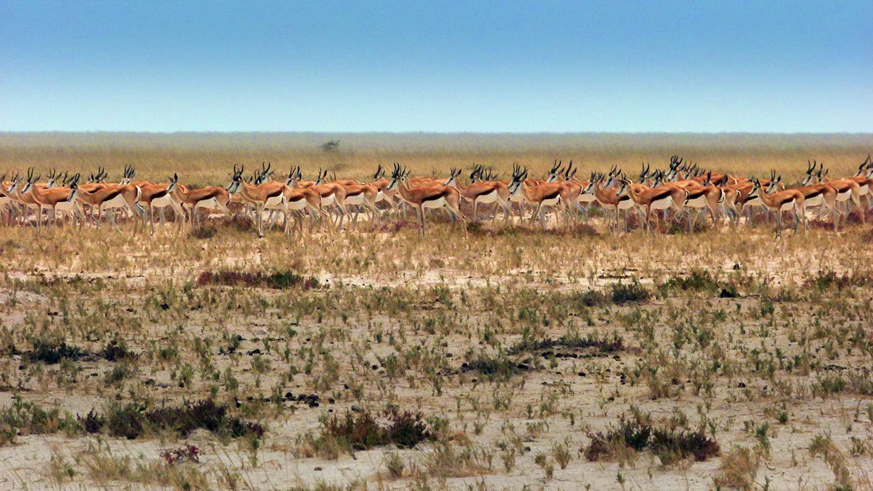 Springböcke im Etosha Nationalpark